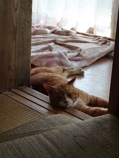 こてつという野良猫が住んでいた件